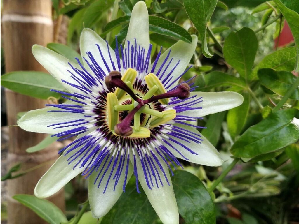 Blue Passion Flower